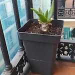 Manoli * Бильбао