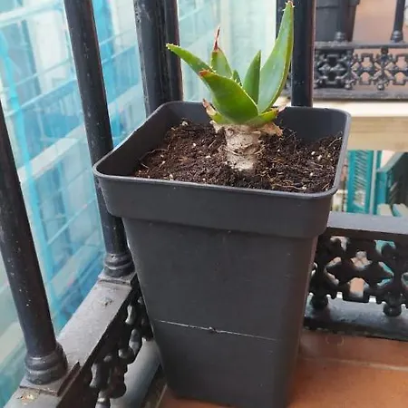 Manoli * Бильбао