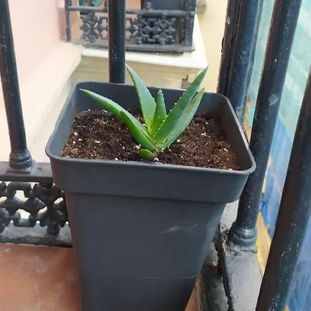 Manoli Pensión *