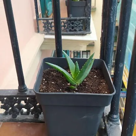 Manoli * Бильбао