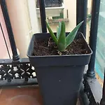 Pensión Manoli *